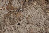 Polished Oligocene Petrified Wood (Pinus) - Australia #212458-1